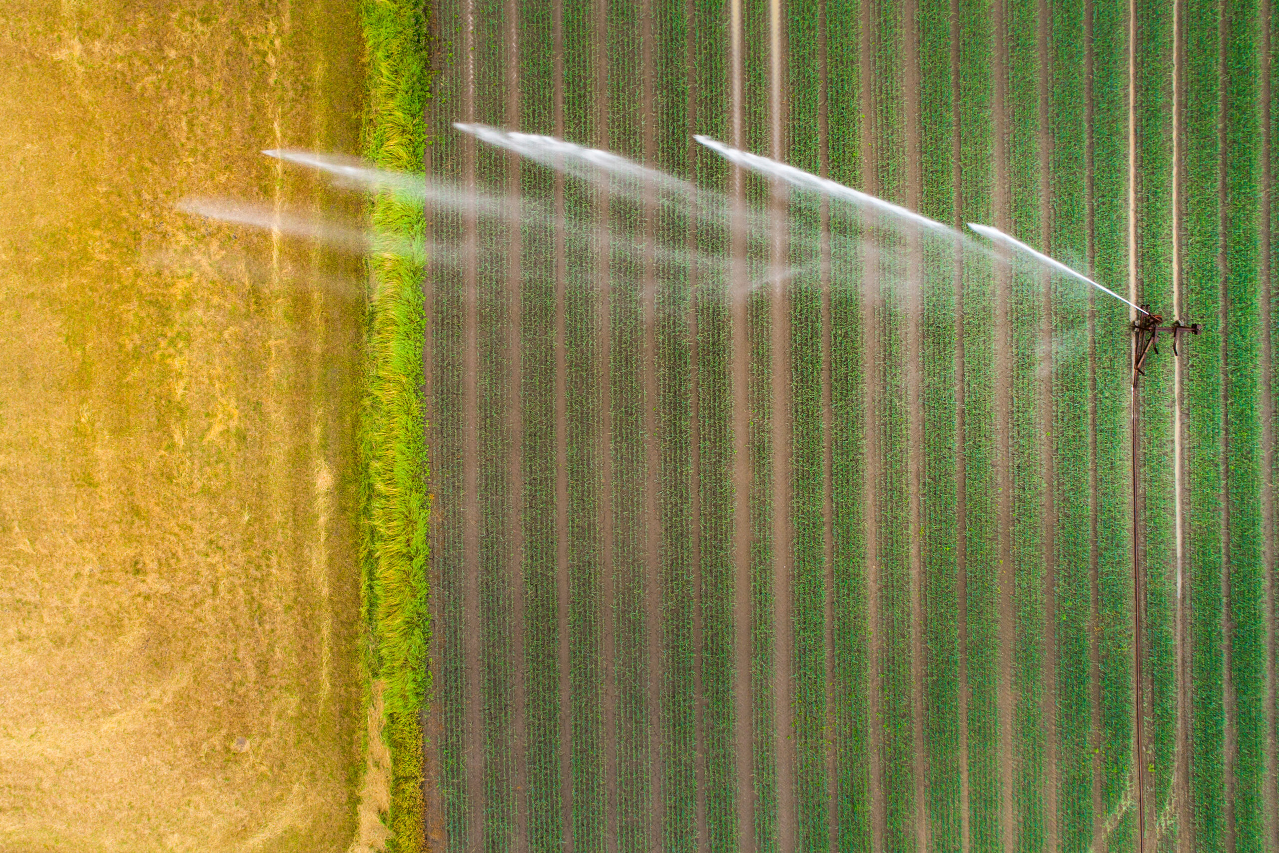 Agricultural sprinkler, wheat field